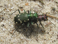Cicindela patruela