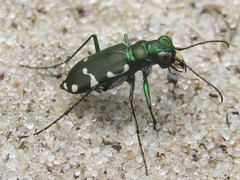 Cicindela patruela