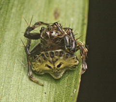Arkys speechleyi