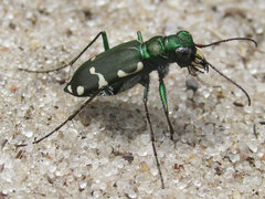 Cicindela patruela