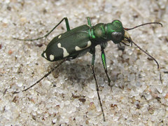 Cicindela patruela