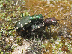 Cicindela patruela