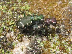 Cicindela patruela