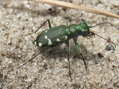 Cicindela patruela