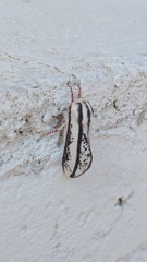 Giacomellia bilineata