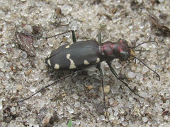 Cicindela patruela