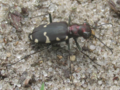 Cicindela patruela