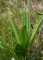 Gentiana punctata