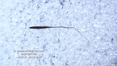 Achnatherum pekinense