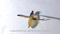 Achnatherum pekinense