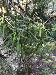 Myrsine linearifolia