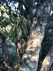 Myrsine linearifolia