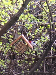 Pheucticus ludovicianus