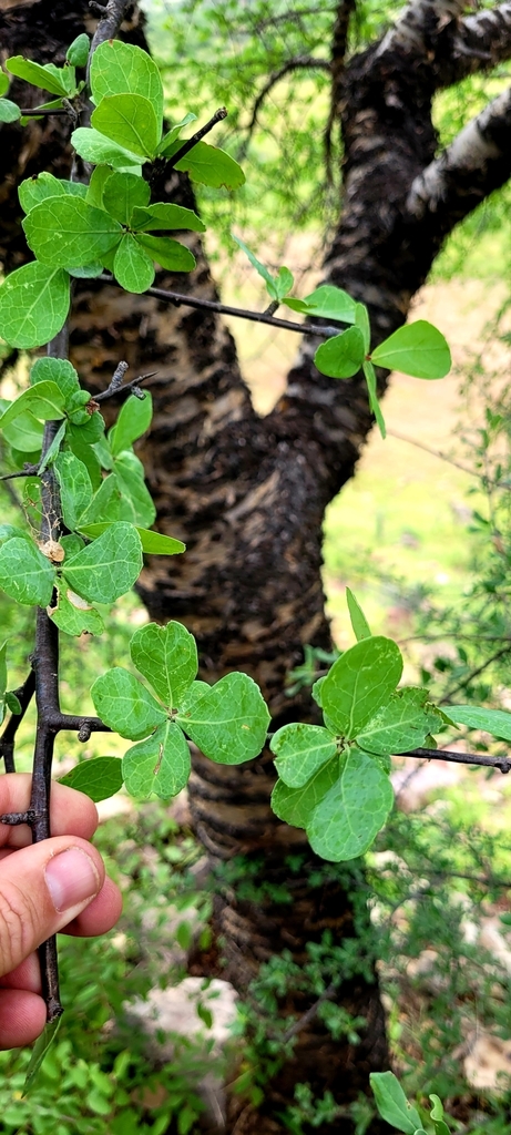 Eastern Zebrabark Corkwood