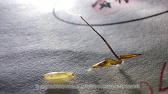 Achnatherum pekinense