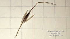 Achnatherum pekinense