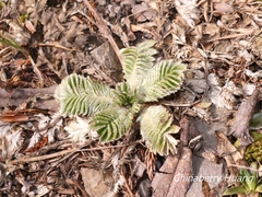 Argentina tugitakensis