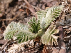 Argentina tugitakensis