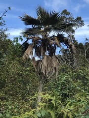 Pritchardia minor