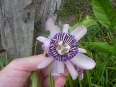 Passiflora riparia