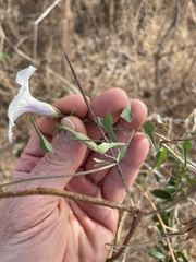 Ipomoea incarnata