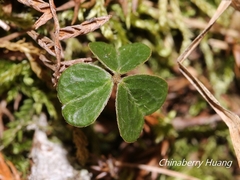 Oxalis griffithii taimonii