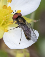 Platycheirus obscurus
