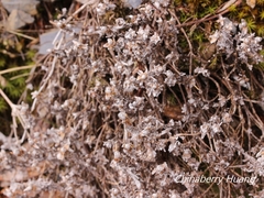 Leontopodium microphyllum