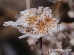 Leontopodium microphyllum