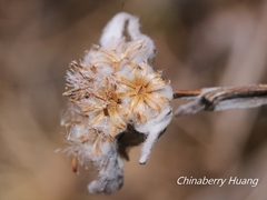 Leontopodium microphyllum