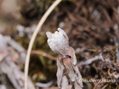 Leontopodium microphyllum