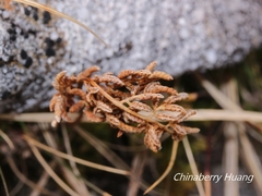 Cryptogramma brunoniana