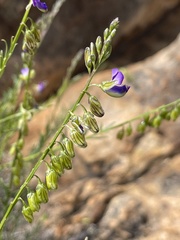Polygala uncinata