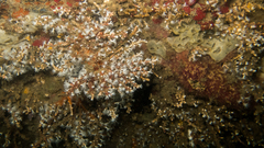 Carijoa riisei