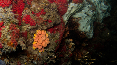 Tubastraea coccinea
