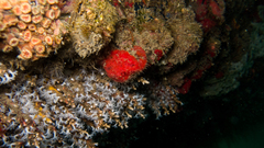 Mycale microsigmatosa