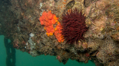 Bunodosoma caissarum