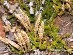Diphasiastrum veitchii image