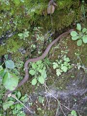 Gloydius himalayanus