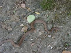 Gloydius himalayanus