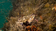 Charybdis hellerii