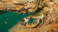 Charybdis hellerii