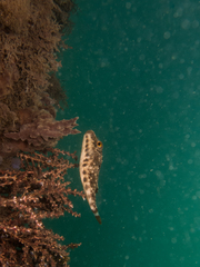Sphoeroides spengleri