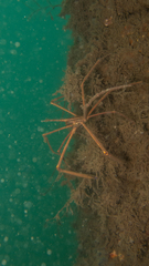 Stenorhynchus seticornis