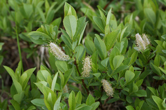 Salix hastata
