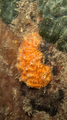 Polyclinum constellatum