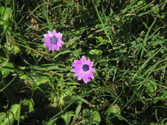 Anemone hortensis