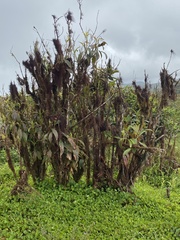 Miconia robinsoniana