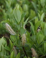 Salix hastata