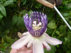 Passiflora riparia